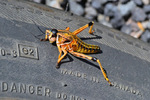 photo thumbnail #1