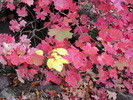 photo thumbnail #12