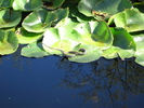 photo thumbnail #12