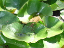 photo thumbnail #13