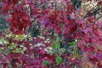 photo thumbnail #13
