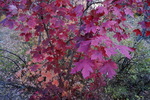photo thumbnail #14