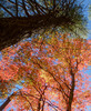 photo thumbnail #13