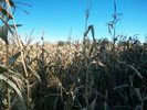 photo thumbnail #15