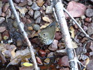 2012-10-28 :1: Barnhardt Trail #43 :: CannondaleKid
