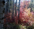 photo thumbnail #10