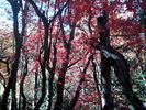 photo thumbnail #12