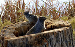 photo thumbnail #3