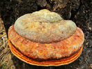 photo thumbnail #6