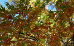 photo thumbnail #10