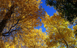 photo thumbnail #14