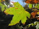 photo thumbnail #4
