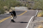 photo thumbnail #1
