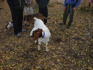 photo thumbnail #3