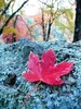 photo thumbnail #6