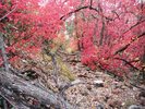 photo thumbnail #12