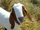 photo thumbnail #7