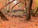 photo thumbnail #13