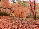 photo thumbnail #15