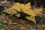 photo thumbnail #10