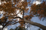 photo thumbnail #14