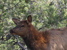 photo thumbnail #4