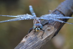 photo thumbnail #10
