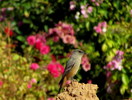 photo thumbnail #4