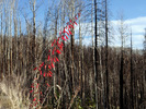 photo thumbnail #7