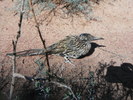 photo thumbnail #14