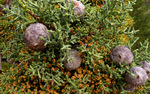 photo thumbnail #8