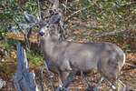 photo thumbnail #5