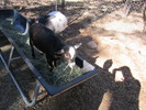 2012-11-22 :: Bearizona :: cactuscat
