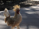 photo thumbnail #11