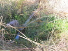 photo thumbnail #8