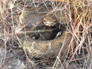 photo thumbnail #11