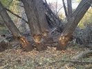 photo thumbnail #3