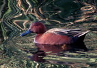 photo thumbnail #10