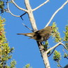 2012-12-02 :2: Cave Creek Trail #4 :: burntlizard