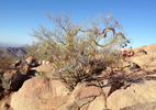 photo thumbnail #1