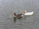 photo thumbnail #4