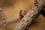 photo thumbnail #8