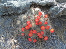 photo thumbnail #12