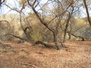 photo thumbnail #14