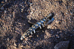 photo thumbnail #8
