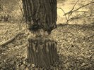 photo thumbnail #7