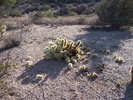 photo thumbnail #14