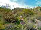 photo thumbnail #5