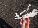 photo thumbnail #2