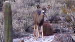photo thumbnail #12